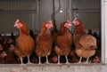 Several laying hens looking out Royalty Free Stock Photo