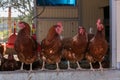 Several laying hens looking out Royalty Free Stock Photo