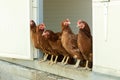 Several laying hens looking Royalty Free Stock Photo