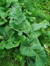 Several leaves with thistle holes grow in a meadow. The plant is large, overgrown and green.