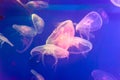 Several light jellyfish on blue background