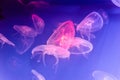 Several light pink jellyfish on blue background