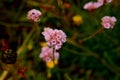 Several lilac flowers with blurred background