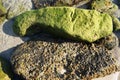 several limpets clinging to an orange colored rock and another with green moss Royalty Free Stock Photo