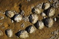 several limpets clinging to an orange colored rock and another with green moss Royalty Free Stock Photo