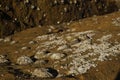 several limpets clinging to an orange colored rock and another with green moss Royalty Free Stock Photo