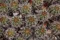 Little Barrel Cacti Royalty Free Stock Photo