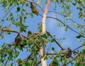 Several little birds spread over branches