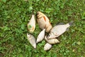 Several little fishes on the green grass. Caught fishes crucian