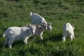 Several little goat kids on the lawn nibbling young spring grass