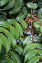 Several little light blue berries are lying on the green leaves in the summer. Beautiful berries