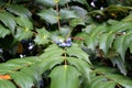 Several little light blue berries are lying on the green leaves in the summer. Beautiful berries