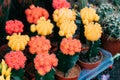 Several Little Small Colorful Cacti Cactus Flowers In Pots In St