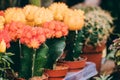 Several Little Small Colorful Cacti Cactus Flowers In Pots In Store