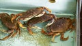 Several live dungeness crab in a tank at fisherman`s wharf, san francisco