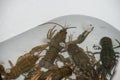 Several live green crayfish in a white bath closeup