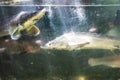 several live sturgeons swim in outdoor glass pool