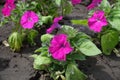 Several magenta colored flowers of petunias Royalty Free Stock Photo