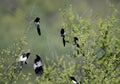 Several magpies Royalty Free Stock Photo