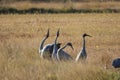 Majestic gray cranes walking across a lush green landscape