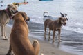 Several male dogs relentlessly follow a female dog in heat or estrus along the shoreline of a beach