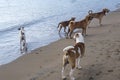 Several male dogs relentlessly follow a female dog in heat or estrus along the shoreline of a beach