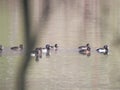 Several male and female tufted ducks swimming Royalty Free Stock Photo