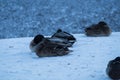 Sleeping mallards on snow Royalty Free Stock Photo