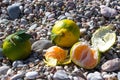 Several mandarins lying on the gray stones