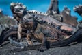 Several marine iguanas sunbathing on black rock Royalty Free Stock Photo