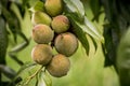 several mini peach on branch, brazilian fruit, brazil peach on tree, fruit in nature, ready to harvest, spot focus