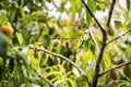 several mini peach on branch, brazilian fruit, brazil peach on tree, fruit in nature, ready to harvest, spot focus