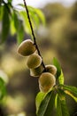 several mini peach on branch, brazilian fruit, brazil peach on tree, fruit in nature, ready to harvest, spot focus