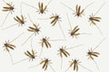 Several Mosquitoes on a white background. Concept: Mosquito season