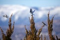 Several mountain bluebirds perching on tree branches against a blue sky and snowy mountain Royalty Free Stock Photo