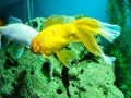 Several multi-colored bright fish swim in the aquarium. Aquarium with small pets