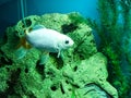 Several multi-colored bright fish swim in the aquarium. Aquarium with small pets