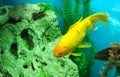 Several multi-colored bright fish swim in the aquarium. Aquarium with small pets