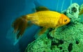 Several multi-colored bright fish swim in the aquarium. Aquarium with small pets