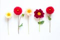 Several multi-colored dahlia flowers