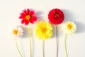 Several multi-colored dahlia flowers on a white background