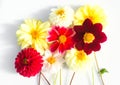 Several multi-colored dahlia flowers on a white background