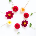 Several multi-colored dahlia flowers on a white background in a circle