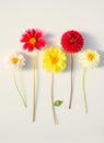 Several multi-colored dahlia flowers on a white background