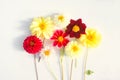 Several multi-colored dahlia flowers on a white background Royalty Free Stock Photo