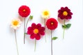 Several multi-colored dahlia flowers on a white background