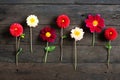 Several multi-colored dahlia flowers on a wooden background