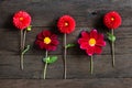 Several multi-colored dahlia flowers on a wooden background