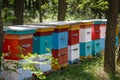 Several multi-colored hives stand in the forest on a sunny spring day