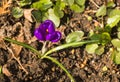 Several multicolored crocuses just appeared from under the last